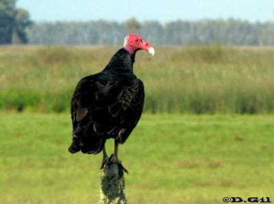 CUERVO CABEZA ROJA (Cathartes aura) - Bañados sobre ruta 15-ROCHA (Abril 2010)